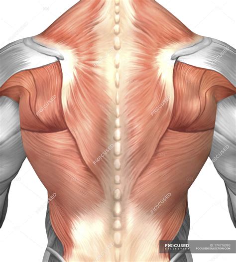 male muscle anatomy   human  posterior myology stock