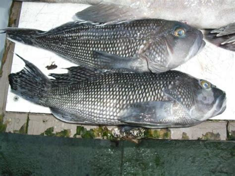 Black Sea Bass And Such — Florida Sportsman