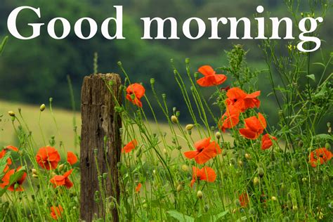 spring good morning wishes images wallpaper photo pics