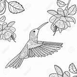 Colibri Volwassenenvector Kolibrie Kleurend Adultes sketch template