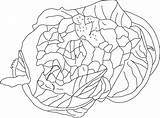 Cauliflower Healthy Coloring sketch template