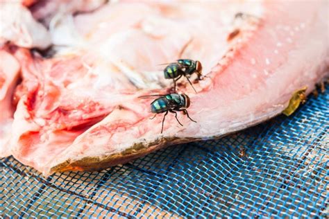 diseases spread  flies   toss  food readers digest