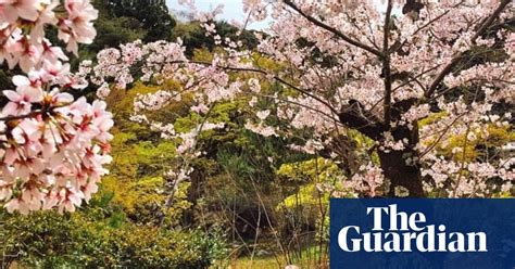 in the pink osaka and kyoto s cherry blossom beauty in pictures