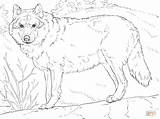Coloring Wolf Pages Grey Printable Drawing sketch template