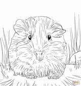 Meerschweinchen Ausmalbilder Ausmalen Ausmalbild Ausdrucken Colorare Porcellino Kaninchen Niedliches Cavia Malvorlage Mandalas Cochons Portret Hasen Vorlagen Schattige Zeichnen Hamster sketch template