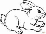 Ausmalbilder Kaninchen Ausmalbild Coniglio sketch template