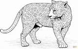 Coloring Pages Jaguar Leopard Big Jaguars Cat Color Cats Printable Silhouettes Bobcat Large sketch template