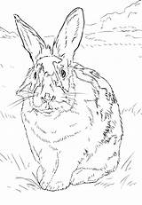Kaninchen Ausmalbild Lapin Hasen Dibujos Environnement Grassland Bianco Disegni Weisses Ausdrucken Conejo Coniglio Imprimé sketch template