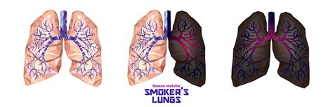 smokers lungs set in low poly healthy lungs sick lungs cancer lungs