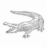 Crocodile Broad Snouted Caiman sketch template