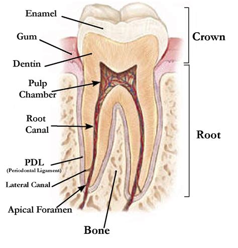 teeth    root canal procedure   teeth