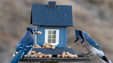 blue jay birdhouses   type   build