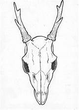 Skull Deer Drawing Easy Head Side Animal Drawings Mule Draw Skulls Horns Tattoo Line Tattoos Getdrawings Paintingvalley Roe Coloring Pages sketch template