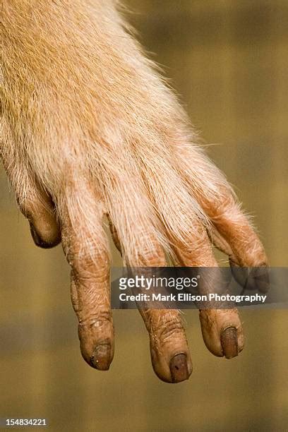 Hairy Fingers Photos And Premium High Res Pictures Getty Images