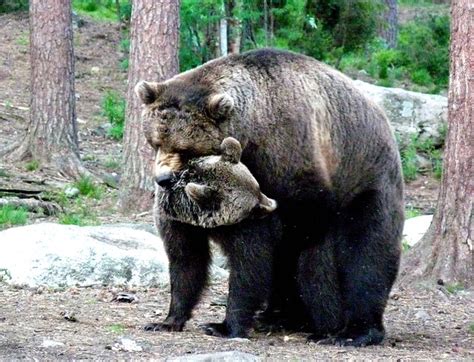 bears mating flickr photo sharing