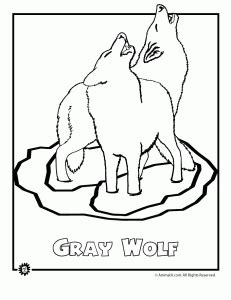 endangered animals coloring pages animals  north america animal