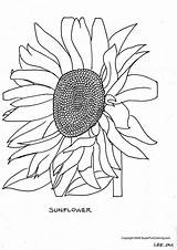 Coloring Sunflower Pages Flower Library Clipart sketch template
