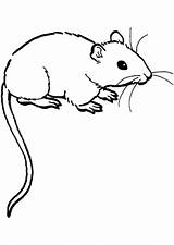 Maus Ausmalbild Ausmalen Ratos Gerbil Rats Maeuse Mäuse Colouring Zeichnen Ratte Liegende Leukvoorkids sketch template
