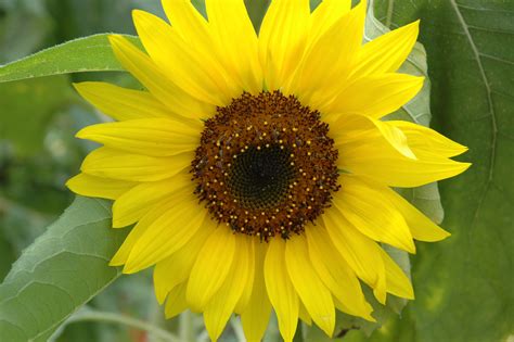 sunflower dictionary