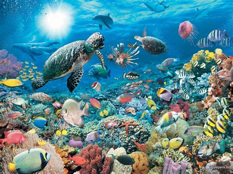 animated underwater wallpapers wallpapersafari