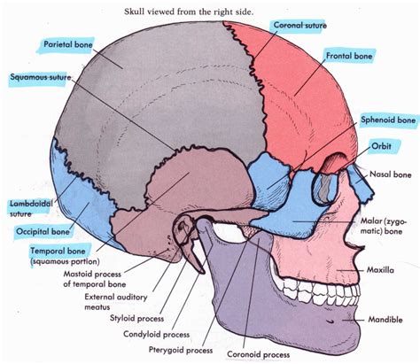 popular  skull anatomy