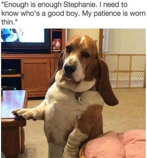 The 35 Funniest Basset Hound Memes Of All Time The Paws