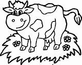 Koe Koeien Topkleurplaat Dieren sketch template