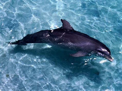 dolphin wallpapers animal planet pictures