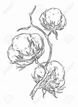 Cotton Drawing Plant Illustration Boll Draw Engraving Drawings Flower Botanical Vector Result Hand Flowers Sketches Painting Decor Paintings Gravure Getdrawings sketch template