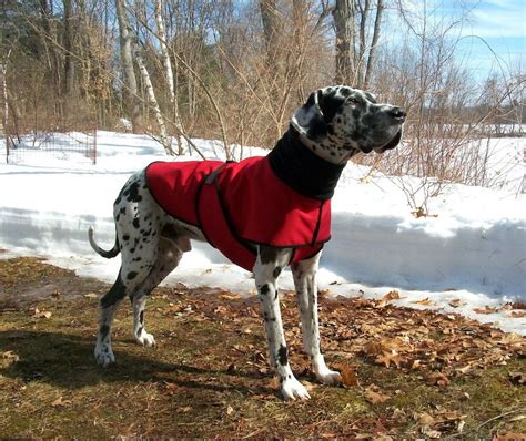 great dane waterresistant cordura dog vest  fleece