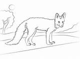 Fox Coloring Red Young Pages Printable sketch template