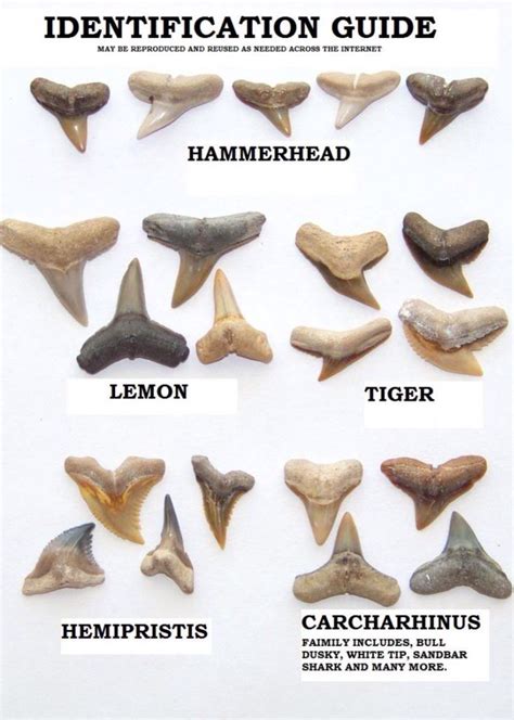 sharks teeth identification chart shark teeth shark teeth crafts