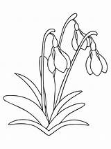 Snowdrop Flower Coloring Pages Printable Snowdrops Colouring Supercoloring Drawings sketch template