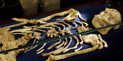 rare skeleton shown of human ancestor dated 3 6 million years old