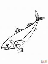 Herring Coloring Fish Pages Drawing sketch template