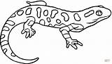Coloring Salamander Newt Pages Spotted Yellow Drawing Lizard Printable Kids Eastern Color Colouring Animals Drawings Clipart Salamanders Salamandra Para Colorear sketch template
