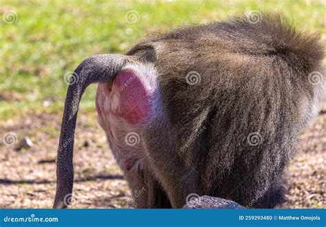 zoo animals portrait  hamadryas baboon stock photo image
