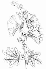 Hollyhock Flowers sketch template
