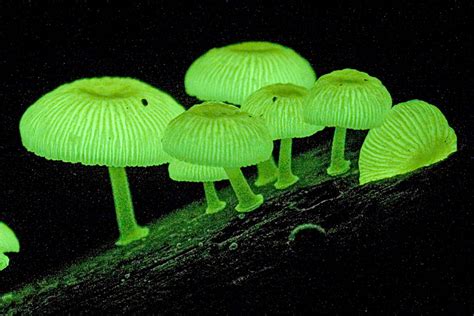 fascinating facts  fungi