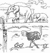 Dierentuin Fun Struisvogel Kuikens Olifanten sketch template