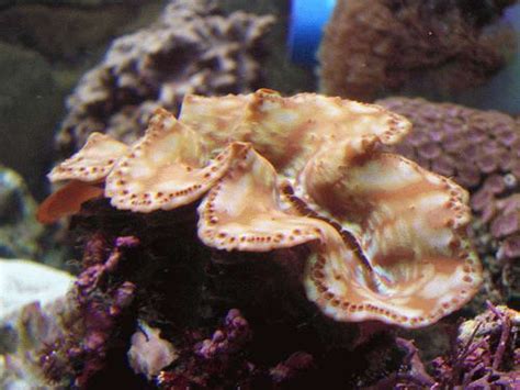 selection  care  marine clams