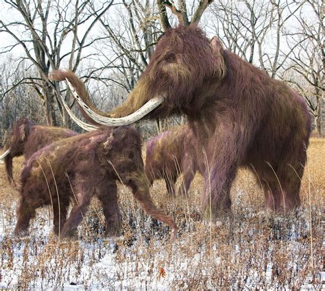 fascinating facts  woolly mammoths thatll blow   animal sake