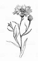 Cornflower Centaurea Cyanus Botany sketch template