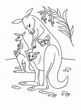 Cangur Colorat Planse Desene Canguri Animale Educative sketch template
