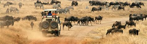 kenya wildlife safari ef   tours