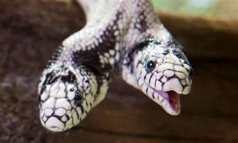 rare  headed snake nicknamed double dave     snakes