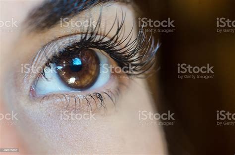 Closeup Female Brown Eye No Make Up Lashes Extension Eyebrown Stock