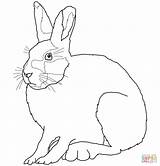 Hare Arctic Coloring Pages Printable Color Artic Drawings Compatible Tablets Ipad Android Version Click Online sketch template