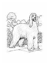 Coloring Dog Breed Hound Afghan Pages sketch template