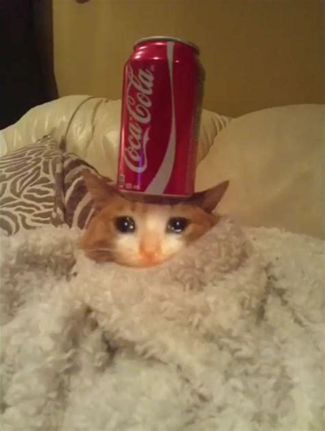 I’m Looking For More Sad Cat Memes Please Help Me Find